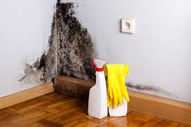 Mold Documentation for Insurance Claims in Bullhead City, AZ